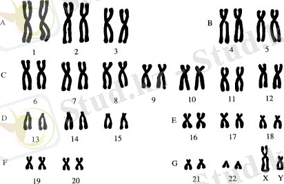 http://biology-of-cell.narod.ru/images4/image36.jpg