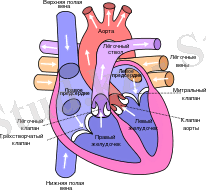C:\Users\User\Desktop\220px-Heart_ru.svg.png