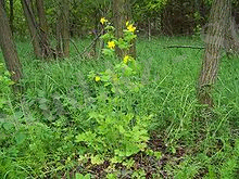 220px-Chelidonium_majus_a1.jpg