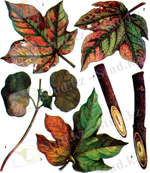 https://agromage.com/artpict/art158_01.jpg