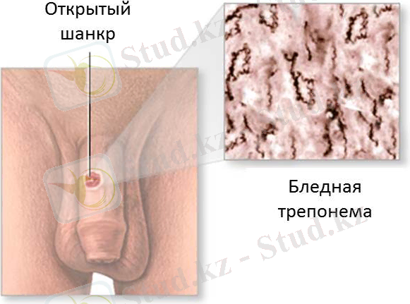 https://www.zdrav.kz/images/refs/sif.jpg