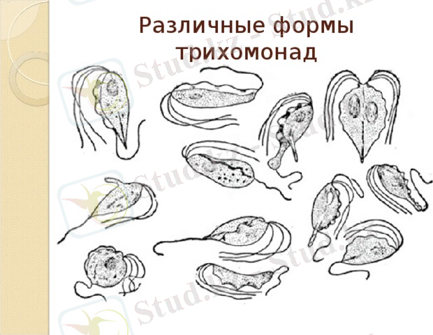 https://fsd.compedu.ru/html/2017/11/20/i_5a125a72ebebd/img_php8CHh5I_TRIHOMONOZzhivotnyh_8.jpg