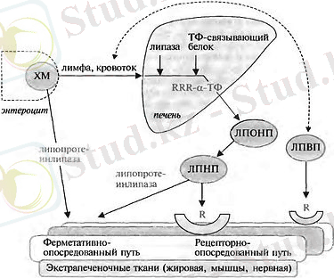 400px-Metabolizm_tokoferola.jpg