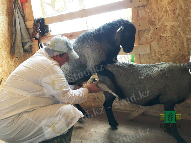 http://pokrov-farm.ru/wp-content/uploads/2017/12/%D0%9E%D1%81%D0%B5%D0%BC%D0%B5%D0%BD%D0%B5%D0%BD%D0%B8%D0%B51.jpg