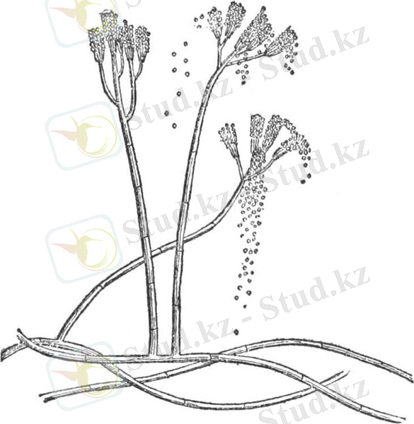 https://alchetron.com/cdn/penicillium-glaucum-301a4850-d3b7-497a-bb34-91570c2107d-resize-750.jpg