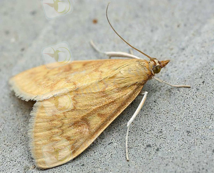 800px-Ostrinia_nubilalis01.jpg