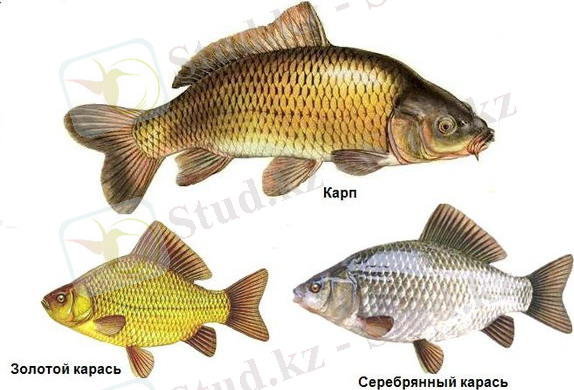 Карповые