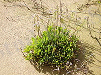Limonium angustifolium.jpg